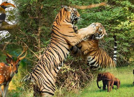 Wild Life Tour Packages in India